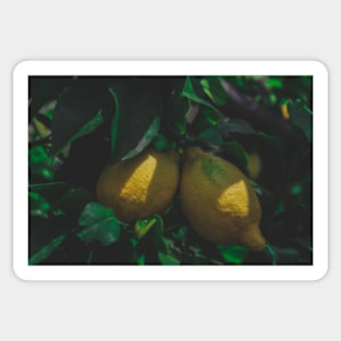 Limone Lemons Sticker